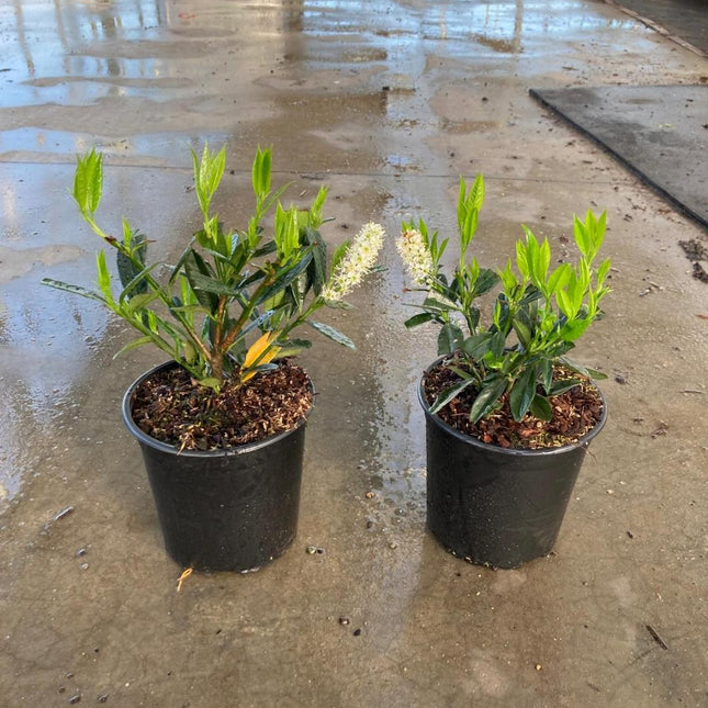 Prunus laurocerasus 'Otto Luyken' in pot - Laurier