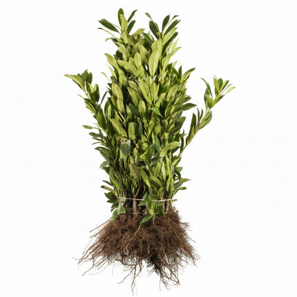 Blote wortel Prunus laurocerasus ‘Caucasica’ in losse bos, met kale wortels en glanzende donkergroene bladeren, geschikt voor een wintergroene haag.