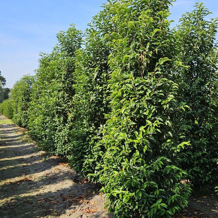 Prunus lusitanica 'Angustifolia' -Portugese Laurierhaag pakket 10 meter