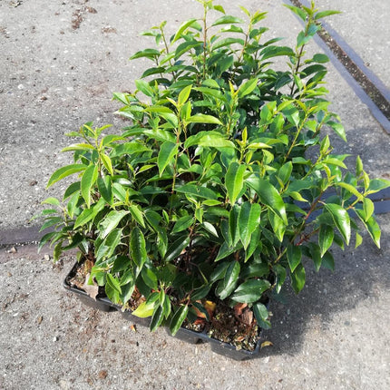 Prunus lusitanica 'Angustifolia' 20-30cm - Pakket voor 3 meter - 24 stuks