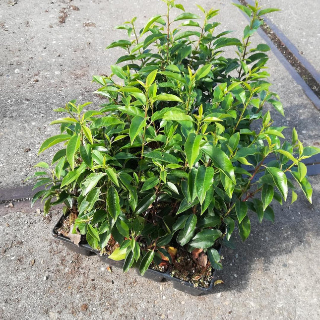 Prunus lusitanica 'Angustifolia' 20-30cm - Pakket voor 3 meter - 24 stuks