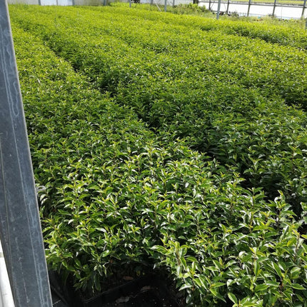 Prunus lusitanica 'Angustifolia' 20-30cm - Pakket voor 3 meter - 24 stuks