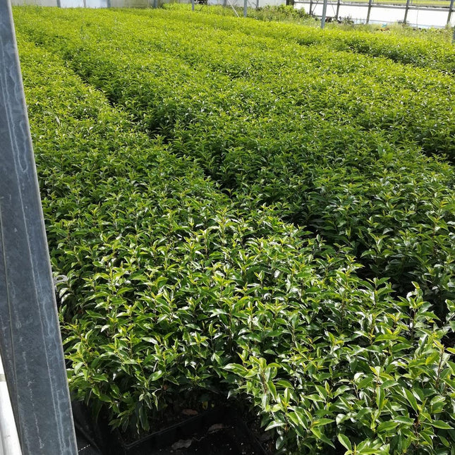 Prunus lusitanica 'Angustifolia' 20-30cm - Pakket voor 3 meter - 24 stuks