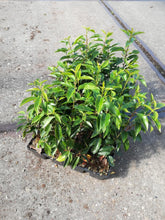 Afbeelding in Gallery-weergave laden, Prunus lusitanica &#39;Angustifolia&#39; 20-30cm - Pakket voor 3 meter - 24 stuks
