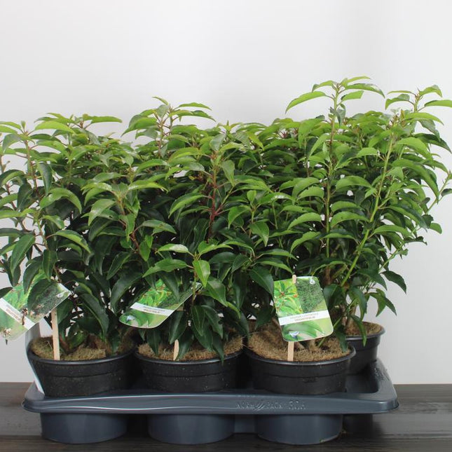 Prunus lusitanica 'Angustifolia' - portugese Laurier