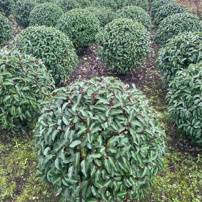 Prunus lusitanica ‘Angustifolia’ Bol 70-80 cm