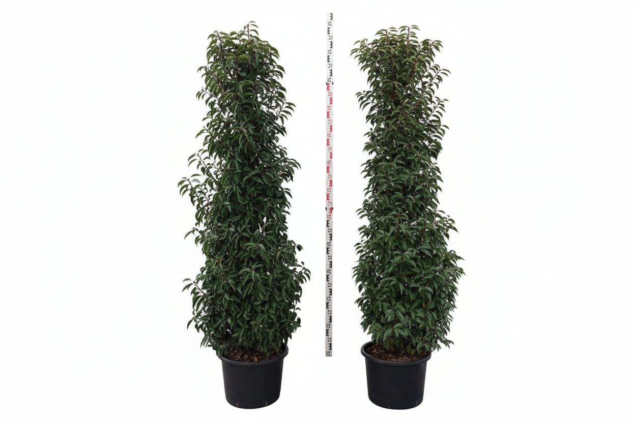 Prunus lusitanica 175-200 cm C30