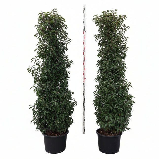 2 stuks Prunus lusitanica portugese laurier met witte achtergrond