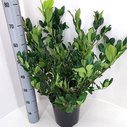 Prunus laurocerasus 'Mano' - Laurier XL POT