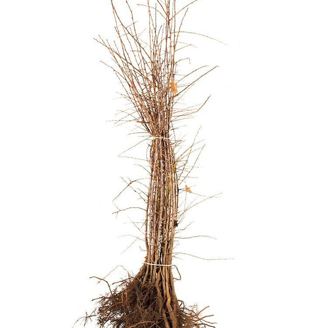 Prunus spinosa blote wortel