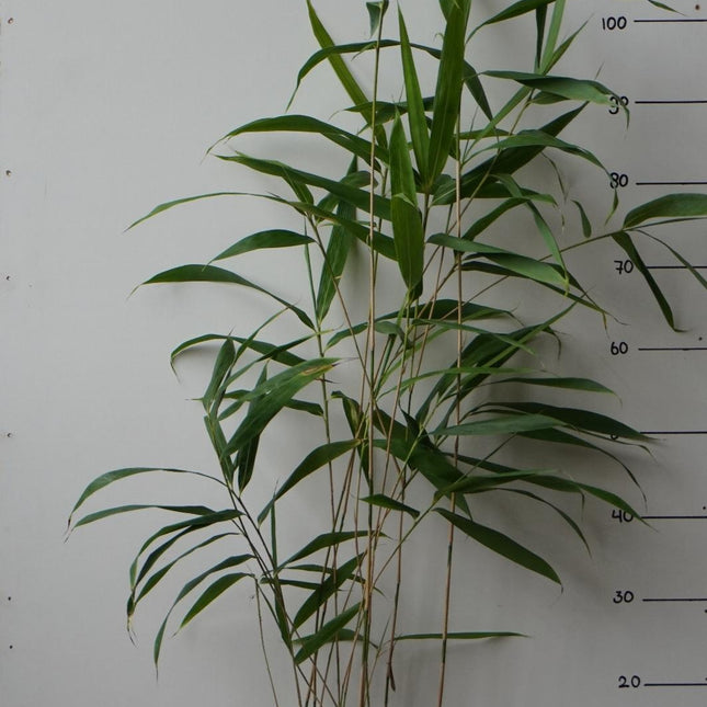 Pseudosasa japonica - Woekerende bamboe