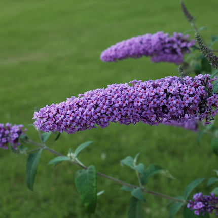 Close-up van Buddleja ‘Purple Chip’ met dichte paarse bloemtrossen opgebouwd uit kleine bloemetjes.