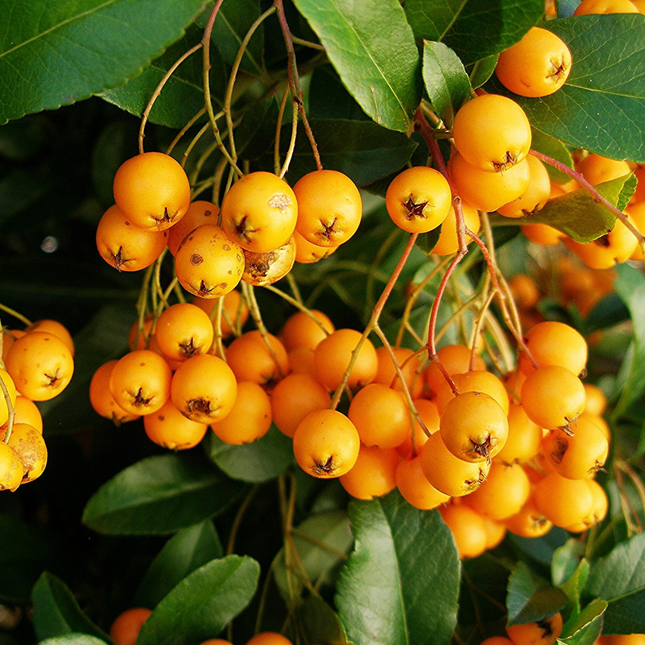 Detail van goudgele bessen van Pyracantha ‘Golden Charmer’