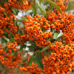 Detail van oranje bessen van Pyracantha ‘Orange Glow’