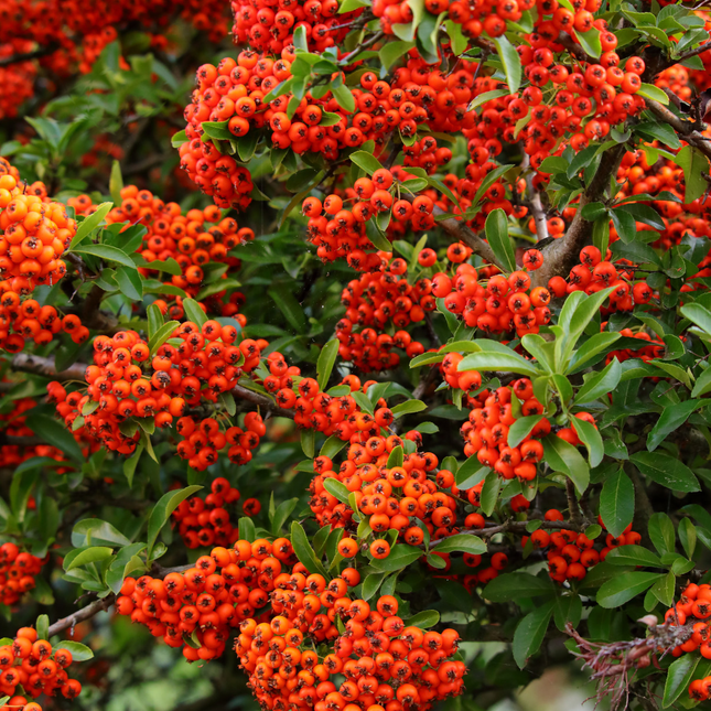 Vuurdoorn Pyracantha ‘Orange Glow’ met feloranje bessen