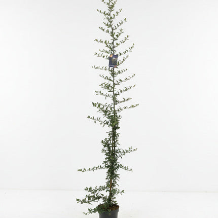 Volgroeide Pyracantha - Vuurdoorn in pot