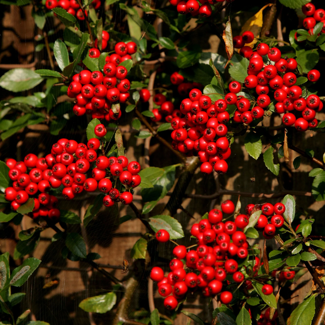 Vuurdoorn Pyracantha ‘Red Column’ met felrode bessen
