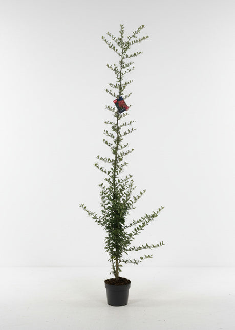 Volgroeide Pyracantha - Vuurdoorn in pot
