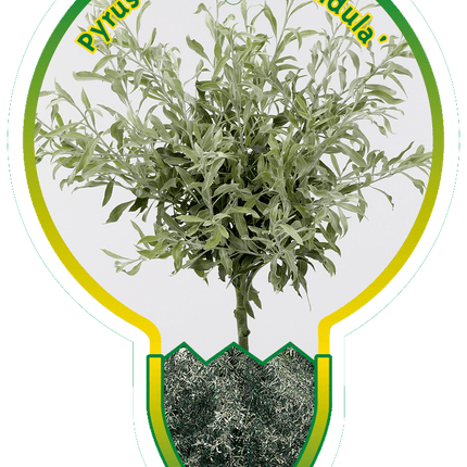 Pyrus salicifolia 'Pendula' - Treurpeer op stam