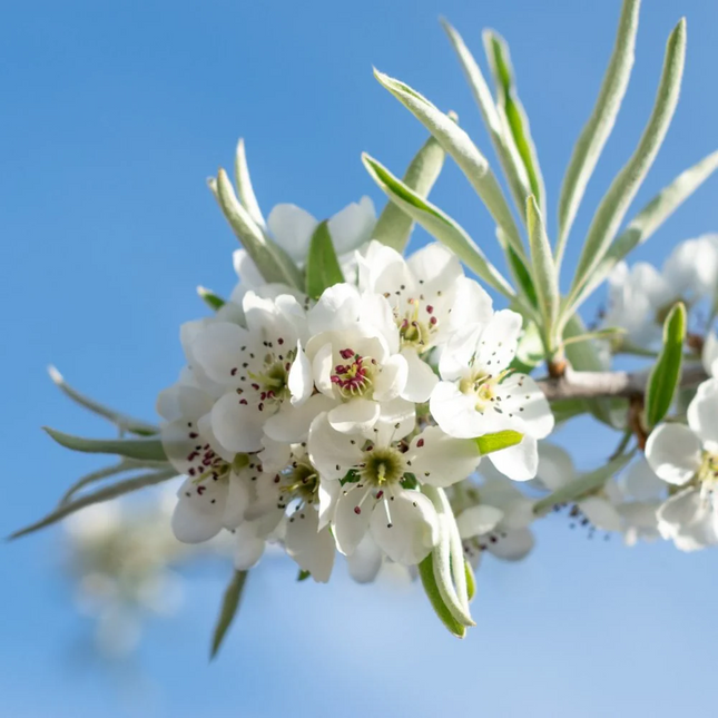 Witte bloei van Pyrus salicifolia ‘Pendula’