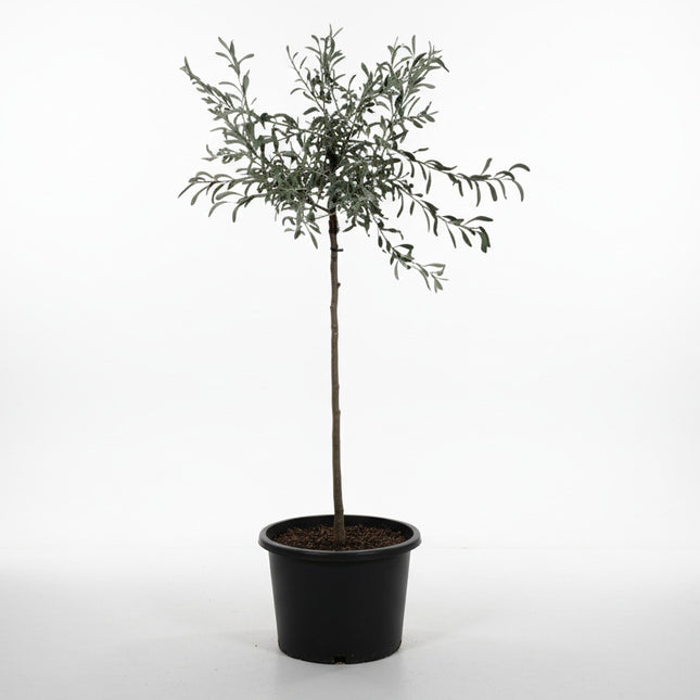 Pyrus salicifolia ‘Pendula’ met rechte stam en hangende kroon in pot