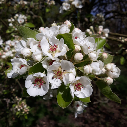 Pyrus communis - Perenboomhaag blote wortel