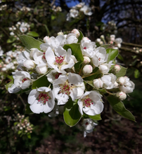 Afbeelding in Gallery-weergave laden, Pyrus communis - Perenboomhaag blote wortel
