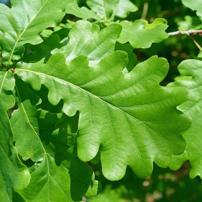 Quercus robur zomereik met mooi rond gekarteld blad