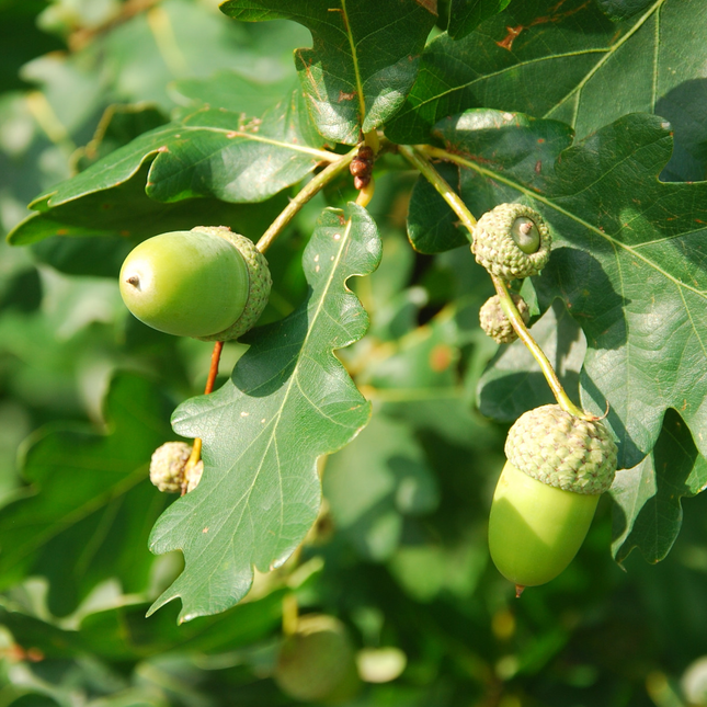 Eikels aan Quercus robur zomereik