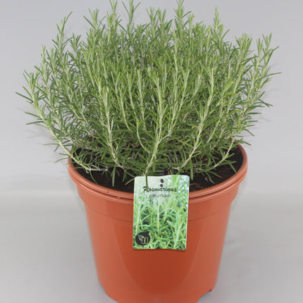 Rosmarinus officinalis - Rozemarijn