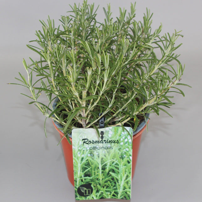 Rosmarinus officinalis - Rozemarijn