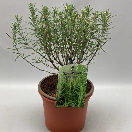Rosmarinus officinalis - Rozemarijn