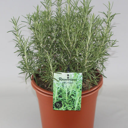 Rosmarinus officinalis - Rozemarijn