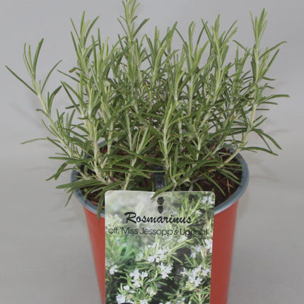 Rosmarinus officinalis 'Miss Jessopp's Upright' - Rozemarijn