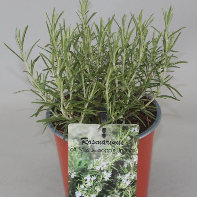 Rosmarinus officinalis 'Miss Jessopp's Upright' - Rozemarijn