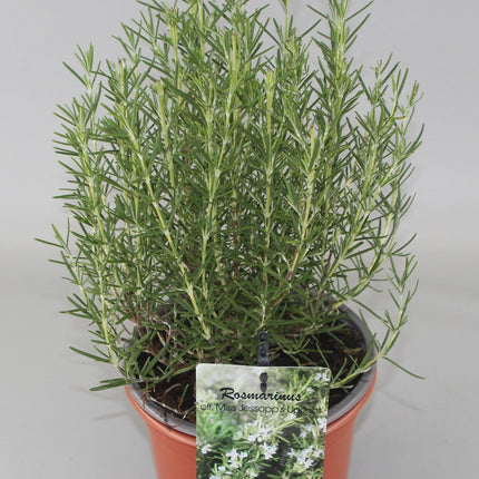 Rosmarinus officinalis 'Miss Jessopp's Upright' - Rozemarijn
