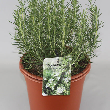 Rosmarinus officinalis 'Miss Jessopp's Upright' - Rozemarijn
