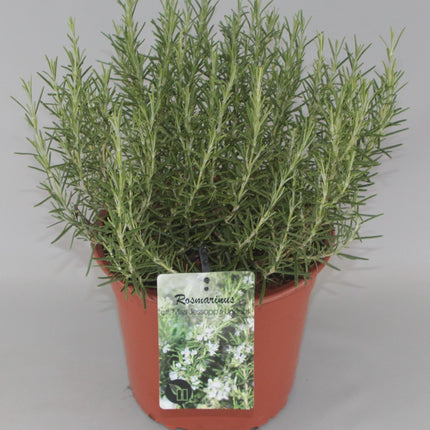 Rosmarinus officinalis 'Miss Jessopp's Upright' - Rozemarijn