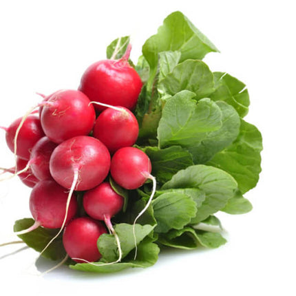 Radijs – Raphanus sativus – Knolgroente – 10 planten pakket