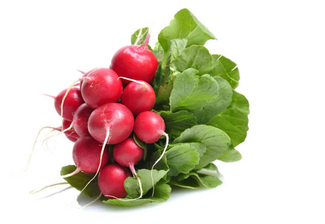 Radijs – Raphanus sativus – Knolgroente – 10 planten pakket