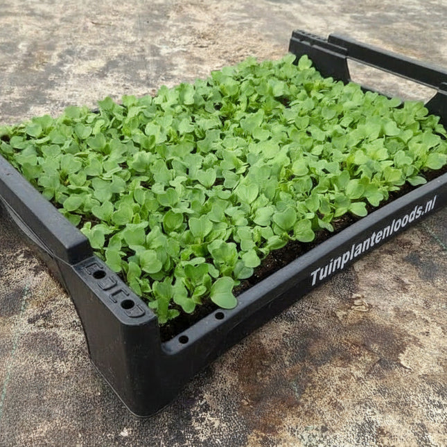 Radijs knolgewas moestuingroente in zwarte krat tuinplantenloods.nl