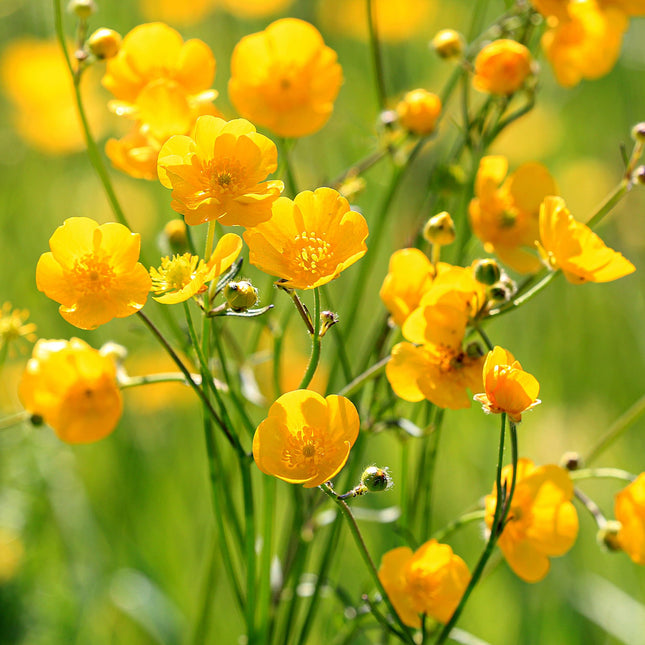 Ranunculus acris (scherpe boterbloem) met glanzende felgele bloemen op slanke groene stelen, bloeiend in een zonnige, grasrijke omgeving.
