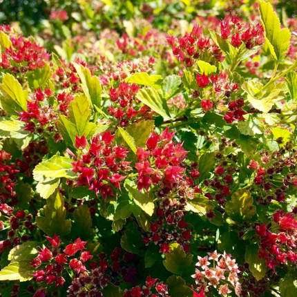 Physocarpus opulifolius 'Raspberry Lemonade' - Blaasspiraea