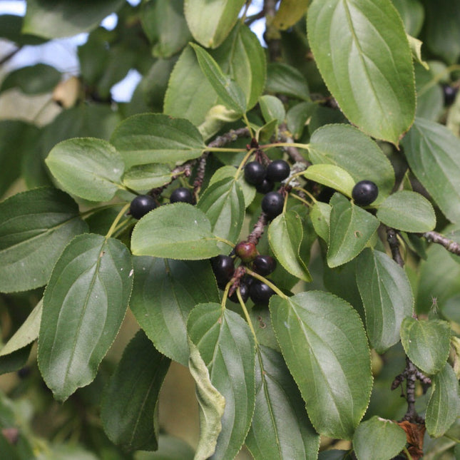 Rhamnus cathartica wegedoorn met bessen