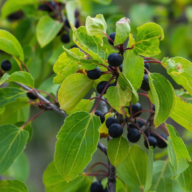 Rhamnus cathartica helder groen en bessen wegedoorn
