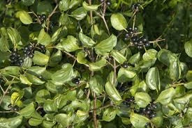 Rhamnus cathartica - Wegedoorn blote wortel