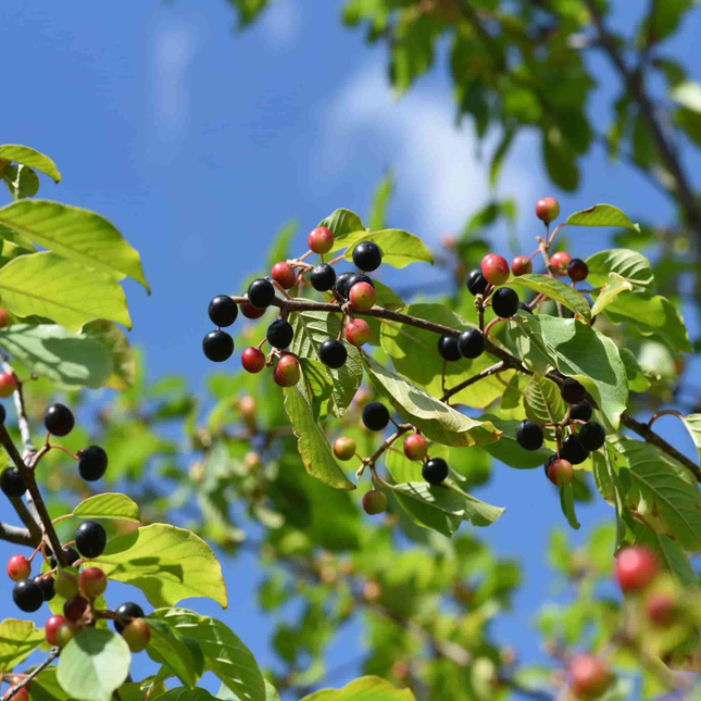 Bessen van Rhamnus frangula sporkehout