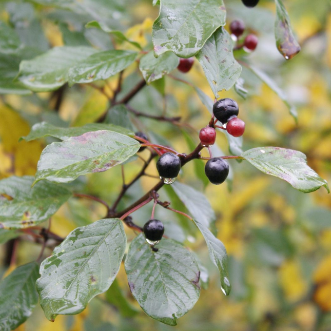 Rhamnus frangula sporkehout zwarte en rode bessen