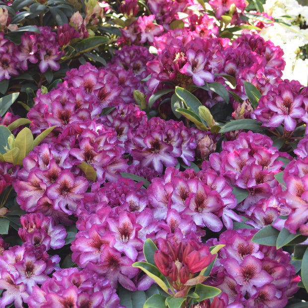 <h2>Rhodo's</h2>