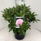 sansevieria sukkulente Sansevieria – Succulent Factory India main image 0